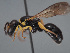  ( - HASARD-156)  @11 [ ] nrr (2024) Unspecified Romain Le Divelec