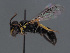  ( - HASARD-157)  @11 [ ] nrr (2024) Unspecified Romain Le Divelec