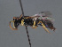  ( - HASARD-158)  @11 [ ] nrr (2024) Unspecified Romain Le Divelec