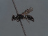  ( - HASARD-161)  @11 [ ] nrr (2024) Unspecified Romain Le Divelec