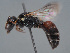 ( - HASARD-179)  @11 [ ] nrr (2024) Unspecified Romain Le Divelec
