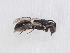  ( - HASARD-181)  @11 [ ] nrr (2024) Unspecified Romain Le Divelec