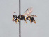  (Hylaeus taeniolatus - HASARD-196)  @11 [ ] nrr (2024) Unspecified Romain Le Divelec