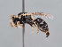  ( - HASARD-220)  @11 [ ] nrr (2024) Unspecified Romain Le Divelec