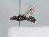  ( - HASARD-239)  @11 [ ] nrr (2024) Unspecified Romain Le Divelec