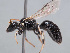  ( - HASARD-258)  @11 [ ] nrr (2024) Unspecified Romain Le Divelec