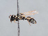  ( - HASARD-261)  @11 [ ] nrr (2024) Unspecified Romain Le Divelec