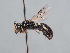  ( - HASARD-265)  @11 [ ] nrr (2024) Unspecified Romain Le Divelec