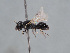  ( - HASARD-269)  @11 [ ] nrr (2024) Unspecified Romain Le Divelec