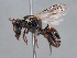  ( - HASARD-273)  @11 [ ] nrr (2024) Unspecified Romain Le Divelec