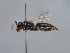  ( - HASARD-276)  @11 [ ] nrr (2024) Unspecified Romain Le Divelec