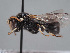  ( - HASARD-277)  @11 [ ] nrr (2024) Unspecified Romain Le Divelec