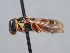  ( - HASARD-283)  @11 [ ] nrr (2024) Unspecified Romain Le Divelec