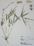  (Guadua paniculata - XAL-102)  @11 [ ] Copyright  T. Mejia 2012 Unspecified