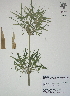 (Rhipidocladum racemiflorum - XAL-107)  @11 [ ] Copyright  T. Mejia 2012 Unspecified