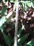  ( - XAL-17)  @11 [ ] Copyright  T. Mejia 2010 Unspecified