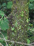 (Olmeca - XAL-4)  @11 [ ] Copyright  T. Mejia 2010 Unspecified