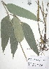  ( - XAL-64)  @11 [ ] Copyright  T. Mejia 2010 Unspecified