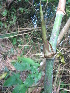  ( - XAL-72)  @11 [ ] Copyright  T. Mejia 2010 Unspecified
