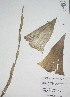  ( - XAL-72)  @11 [ ] Copyright  T. Mejia 2010 Unspecified