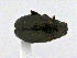  (Phyllotreta bisinuata - CCDB19514_CNC_P1E9)  @11 [ ] Copyright (2020) AAFC AAFC