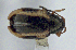  (Phyllotreta liebecki - CNC-HD-00075)  @11 [ ] Copyright (2018) AAFC AAFC