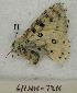  (Parnassius behrii - 611NK-TK2)  @12 [ ] Unspecified (default): All Rights Reserved  Unspecified Unspecified