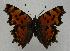  (Polygonia interposita - 760NK-SG4)  @12 [ ] Unspecified (default): All Rights Reserved  Unspecified Unspecified