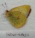  (Colias vitabunda - 765NK-28632)  @13 [ ] Unspecified (default): All Rights Reserved  Unspecified Unspecified