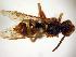 (Nomada luteoloides - Bee20-15)  @15 [ ] Copyright (2010) Unspecified Unspecified