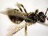  ( - Bee5-1)  @13 [ ] Copyright (2010) Unspecified Unspecified