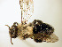  (Andrena carlini - Bee188)  @15 [ ] Copyright (2010) Unspecified Unspecified