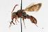  (Nomada lehighensis - sheff-c112)  @14 [ ] CreativeCommons - Attribution Non-Commercial Share-Alike (2010) Unspecified York University