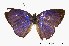  ( - USNM ENT 00195700)  @13 [ ] Unspecified (default): All Rights Reserved  Unspecified Unspecified