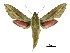 (Hippotion gracilis - USNM ENT 00195466)  @15 [ ] Copyright (2010) Unspecified Smithsonian Institution