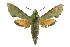  ( - USNM ENT 00196114)  @14 [ ] Copyright (2010) Unspecified Smithsonian Institution