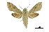  ( - USNM ENT 00196122)  @14 [ ] Copyright (2010) Unspecified Smithsonian Institution