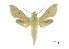  (Hippotion roseipennis - USNM ENT 00196123)  @15 [ ] Copyright (2010) Unspecified Smithsonian Institution