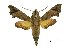  ( - USNM ENT 00196127)  @14 [ ] Copyright (2010) Unspecified Smithsonian Institution