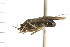  (Irbisia solani - CNC-HEM-1049)  @13 [ ] CreativeCommons - Attribution (2010) Unspecified Centre for Biodiversity Genomics
