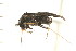  ( - CNC-HEM-1121)  @13 [ ] CreativeCommons - Attribution (2010) Unspecified Centre for Biodiversity Genomics