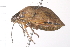  (Homaemus aeneifrons aeneifrons - CNC-HEM-0195)  @13 [ ] CreativeCommons - Attribution (2010) Unspecified Centre for Biodiversity Genomics