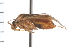  ( - CNC-HEM-0234)  @13 [ ] Copyright (2010) Unspecified Agriculture and Agri-Food Canada