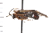  (Adelphocoris rapidus - CNC-HEM-0272)  @14 [ ] CreativeCommons - Attribution (2010) Unspecified Centre for Biodiversity Genomics