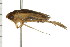  ( - CNC-HEM-1340)  @13 [ ] CreativeCommons - Attribution (2010) Unspecified Centre for Biodiversity Genomics