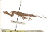  (Curicta pronotata - CNC-HEM-1346)  @11 [ ] CreativeCommons - Attribution (2010) Unspecified Centre for Biodiversity Genomics