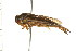  ( - CNC-HEM-1398)  @11 [ ] CreativeCommons - Attribution (2010) Unspecified Centre for Biodiversity Genomics