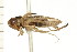  (Cenocorixa dakotensis - CNC-HEM-1411)  @14 [ ] CreativeCommons - Attribution (2010) Unspecified Centre for Biodiversity Genomics