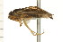  ( - CNC-HEM-1419)  @12 [ ] CreativeCommons - Attribution (2010) Unspecified Centre for Biodiversity Genomics