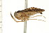  ( - CNC-HEM-1421)  @13 [ ] CreativeCommons - Attribution (2010) Unspecified Centre for Biodiversity Genomics